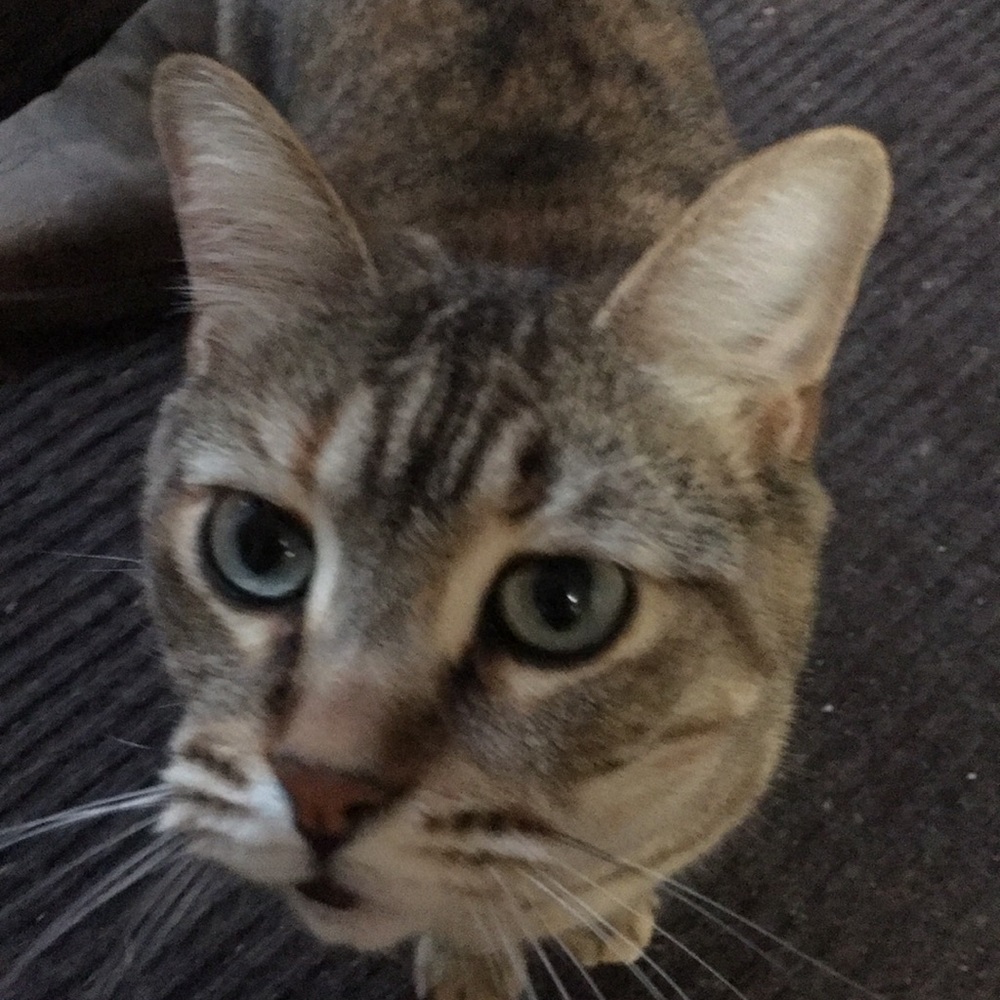 Meet your Posher, Dotty